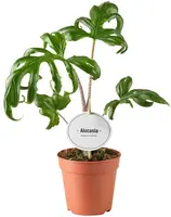 Alocasia brancifolia 'Pink Passion' (Olifantsoor) 20cm kopen?