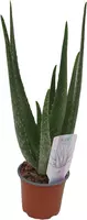 Aloe vera barbadensis P12 40 cm kopen?