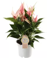 Anthurium lilli (Flamingoplant) 40cm kopen?