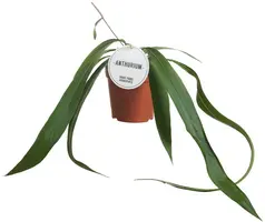 Anthurium Vittarifolium (Flamingoplant) 30cm kopen?