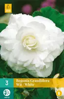 Begonia grandiflora wit/white 3 stuks kopen?