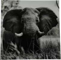 Countryfield schilderij glas dumas olifant 80x80cm zwart, wit kopen?