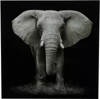 Countryfield schilderij glas wild life olifant 80x80cm zwart, wit kopen?