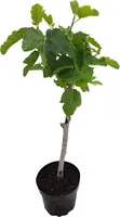Ficus carica (Vijg) 130-140cm kopen?