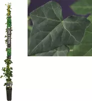 Hedera hibernica (Klimop) klimplant 210cm - afbeelding 1