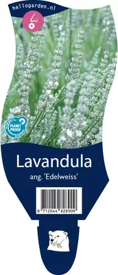 Lavandula angustifolia 'Edelweiss' (Lavendel) - afbeelding 1