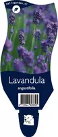 Lavandula angustifolia (Lavendel) kopen?