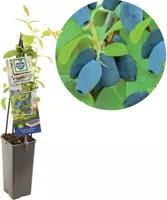 Lonicera caerulea 'kamtschatica' (Blauwe honingbes) fruitplant 60cm kopen?