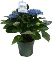 Magical Hydrangea blue (Hortensia) kamerplant 30 cm kopen?