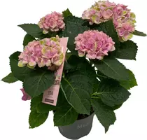 Magical Hydrangea pink (Hortensia) kamerplant 27 cm kopen?