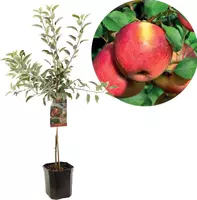 Malus domestica 'Braeburn' (Appel) fruitplant 160cm kopen?