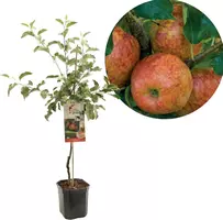 Malus domestica 'Jonagold' (Appel) fruitplant 160cm kopen?