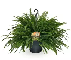 Nephrolepis green lady (Krulvaren) hangplant 60 cm kopen?