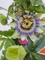 Passiflora p17 - afbeelding 2