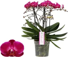 Phalaenopsis 'Bellissimo Amore' (Orchidee) 50cm kopen?