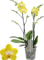 Phalaenopsis 'Exclusivo Arezzo' (Orchidee) 45cm kopen?