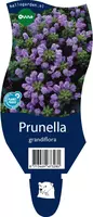 Prunella grandiflora (Grote Brunel) - afbeelding 1