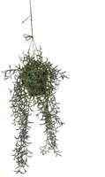 Pure Royal kunst hangplant senecio 55cm groen kopen?