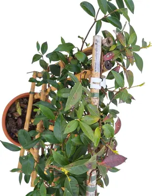 Rhyncospermum jasminoides - afbeelding 2