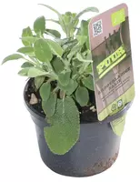 Salvia officinalis 'Berggarten' (Echte salie) 15cm kopen?