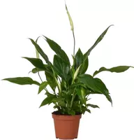 Spathiphyllum chopin (Lepelplant, Vaantjesplant) 30 cm kopen?