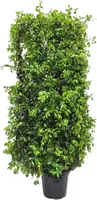 Trachelospermum jasminoides (Toscaanse jasmijn) 210cm kopen?