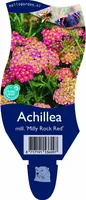 Achillea millefolium 'Milly Rock Red' (Duizendblad) kopen?