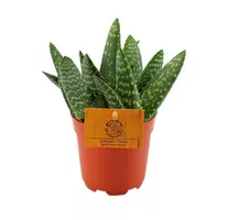 Aloe paradisicum (Aloe Vera) 15cm kopen?