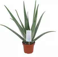 Aloe vera barbadensis 50cm kopen?