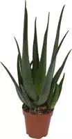 Aloe vera barbadensis 65 cm kopen?