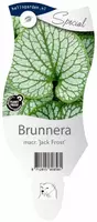 Brunnera macrophylla 'Jack Frost' (Kaukasiche vergeet-mij-niet) kopen?