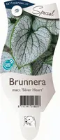 Brunnera macrophylla 'Silver Heart' (Kaukasische vergeet-mij-nietje) kopen?
