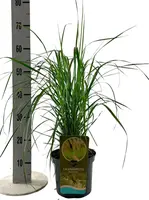 Calamagrostis x acutiflora 'Karl Foerster' (Struisgras) 40cm kopen?