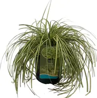 Carex grayi 'Maxigold' (Zegge) 20cm kopen?