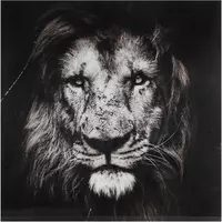 Countryfield schilderij glas musafa leeuw 80x80cm zwart, wit kopen?