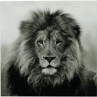 Countryfield schilderij glas wild life leeuw 80x80cm zwart, wit kopen?