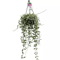 Dischidia oiantha variegata (Dubbeltjesplant) hangplant - afbeelding 1
