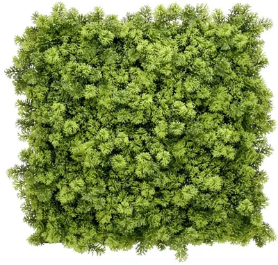 EasyLawn wandplant Moss mix 1x1 meter - afbeelding 1