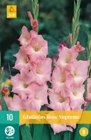 Gladiolus rose supreme 10 stuks kopen?
