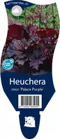 Heuchera micrantha 'Palace Purple' (Purperklokje) kopen?