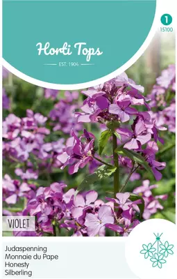 Horti tops zaden lunaria, judaspenning violet - afbeelding 1
