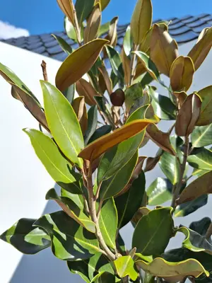 Magnolia little gem - afbeelding 2