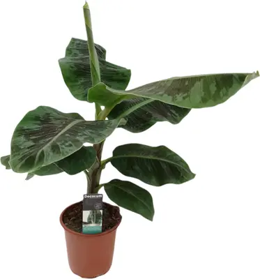 Musa dwarf (Bananenplant) 90cm - afbeelding 1