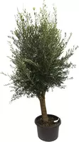 Olea europaea gladde stam (olijfboom) 220 cm - afbeelding 1