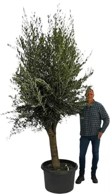 Olea europaea gladde stam (olijfboom) 220 cm - afbeelding 2