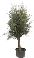 Olea europaea gladde stam (olijfboom) 220 cm - afbeelding 3