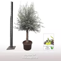 Olea europaea gladde stam (olijfboom) 220 cm - afbeelding 4