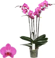 Phalaenopsis 'Fortuno Blues' (Orchidee) 80cm kopen?