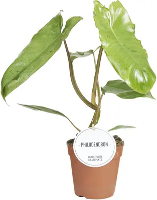 Philodendron Paraiso Verde 35cm - afbeelding 1