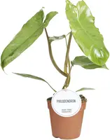 Philodendron Paraiso Verde 35cm kopen?